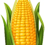 1778418334_ameircan corn.webp